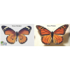 Бабочка Монарх : Великое и Опасное Турне "Данаиды Монарх"