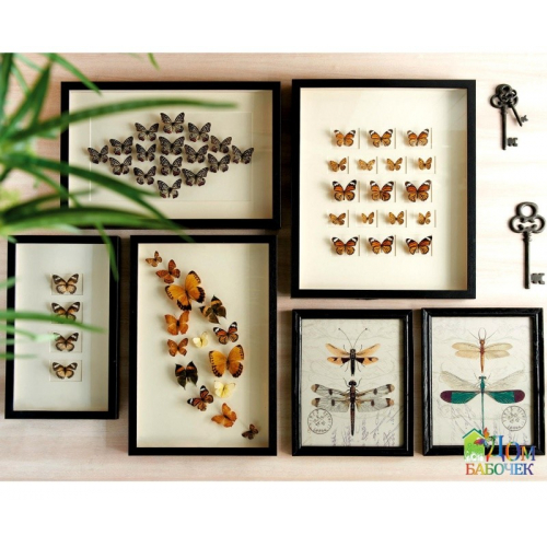 Интерьерные Панно с бабочками 