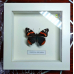 Бабочка Ванесса Аталанта в объемной рамке - Vanessa atalanta(лат.)