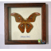 Бабочка в рамке под стеклом Атакус Атлас - Attacus Atlas (лат.)