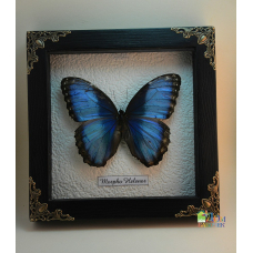 Бабочка в рамке под стеклом Морфо Хеленор - Morpho Helenor rugitaeniatus  (лат.)