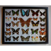 Коллекция Бабочек Мира
