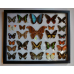 Панно Настенное из 26 Бабочек под стеклом
