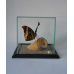 Бабочка Калиго Атрей - Caligo  Atreus (лат.) в стеклянном кубе