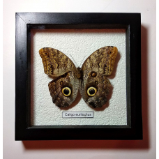 Бабочка в рамке под стеклом  Калиго Эврилокус - Caligo Eurilocus (лат.)