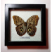 Бабочка в рамке под стеклом  Калиго Эврилокус - Caligo Eurilocus (лат.)
