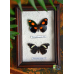 Тропические Бабочки в рамке самец и самка Катонефел - Catonephele numilia Female and Catonephele numilia Male 