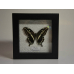 Бабочка в черной объемной рамке под стеклом Папилио Константинус - Papilio Constantinus (лат.)