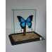 Бабочка из Индонезии Парусник Улисс - Papilio Ulysses(лат.) в стеклянном объемном кубе