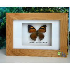 Бабочка в рамке под стеклом Долешалиа Бисалтида - Doleschallia bisaltide (лат.)