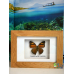 Бабочка в рамке под стеклом Долешалиа Бисалтида - Doleschallia bisaltide (лат.)
