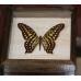 Бабочка в рамке под стеклом  Графиум Агамемнон - Graphium Agamemnon  (лат.)
