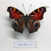 Бабочка Дневной Павлиний глаз в объемной рамке - Inachis io (лат)