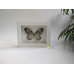 Бабочка в рамке под стеклом  Идея Левконоя  - Idea Leuconoe (лат.)