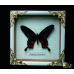 Бабочка в рамке под стеклом Парусник Коцебо - Pachliopta kotzebuea (лат.)