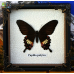 Бабочка в рамке под стеклом Парусник Полит - Papilio Polytes Female (лат.)