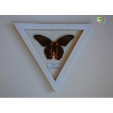 Бабочка в рамке под стеклом   -  Papilio Rumanzovia (лат.)