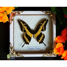 Бабочка в белой объемной рамке под стеклом Папилио Тоас - Papilio Thoas (лат.)