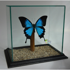 Бабочка из Индонезии Парусник Улисс - Papilio Ulysses(лат.) в стеклянном объемном кубе