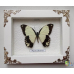 Бабочка в белой объемной рамке под стеклом Папилио Дардан - Papilio dardanus (лат.)