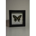 Бабочка в черной объемной рамке под стеклом Папилио Константинус - Papilio Constantinus (лат.)