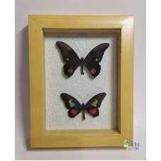 Панно с Бабочками Parides Arcas и Papilio Anchisiada