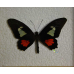 Панно с Бабочками Parides Arcas и Papilio Anchisiada