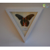 Бабочка в рамке под стеклом   -  Papilio Rumanzovia (лат.)