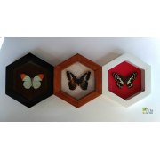 Коллекция из 3 Рамок с Бабочками "Пчелиные Соты"