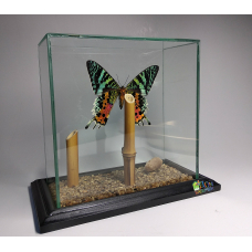 Бабочка Урания Рифеус - Urania Ripheus (Chrysiridia rhipheus) в стекле 