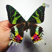 Бабочка Урания Мадагаскарская в объемной рамке