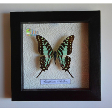 Папилио Антей  в объемной рамке - Graphium Antheus, Papilio antheus  (лат.)