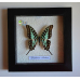 Папилио Антей  в объемной рамке - Graphium Antheus, Papilio antheus  (лат.)