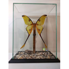 Гигантская Бабочка Аргема Миттреи самец - Argema Mittrei male (лат.) в стеклянном кубе с бамбуком и коконом