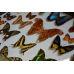 Панно Настенное из 26 Бабочек под стеклом