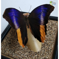 Бабочка Калиго Атрей - Caligo  Atreus (лат.) в стеклянном кубе
