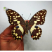 Бабочка в рамке под стеклом Парусник Демолей -  Papilio Demoleus (лат.) 