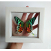 Бабочка Урания Рифеус в двухсторонней рамке с двойным стеклом - Urania Ripheus (лат)