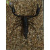 Индонезийский Скорпион в стеклянном 3-d кубе