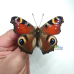 Бабочка Дневной Павлиний глаз в объемной рамке - Inachis io (лат)