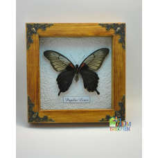 Бабочка в рамке под стеклом   -  Papilio lowii  (лат.) 