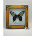 Бабочка в рамке под стеклом   -  Papilio lowii  (лат.) 