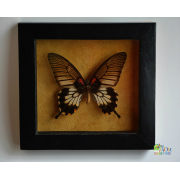 Бабочка - Гибрид Парусник Мемнон в рамке на  Замше