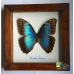 Бабочка в рамке под стеклом   -  Morpho (лат.)