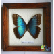 Бабочка Морфо в рамке из натурального Дуба