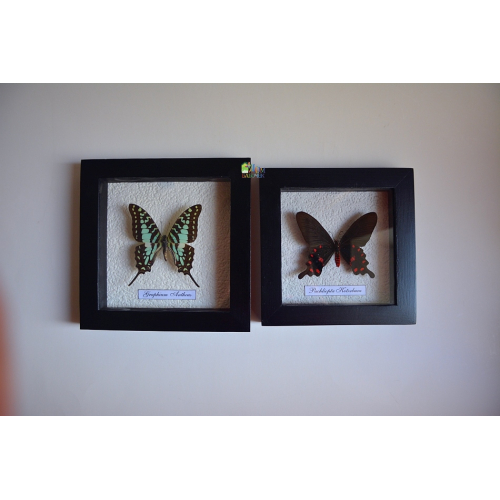 пара бабочек на стене