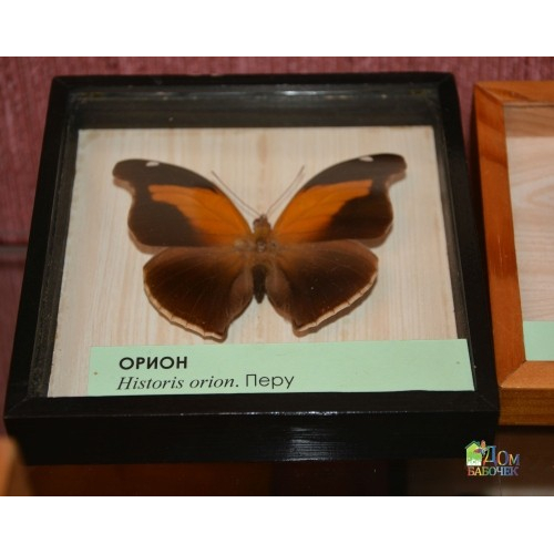 Бабочка Орион  в Рамке