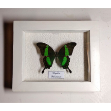 Бабочка в рамке под стеклом Парусник Палинур - Papilio Palinurus (лат.)