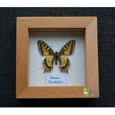 Бабочка в рамке под стеклом  Камчатский Махаон - Papilio machaon Kamtschadalus (лат.)